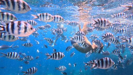 Snorkelling