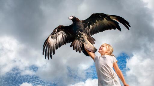 Birds Of Prey Show