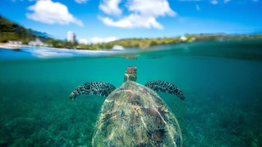 Turtle