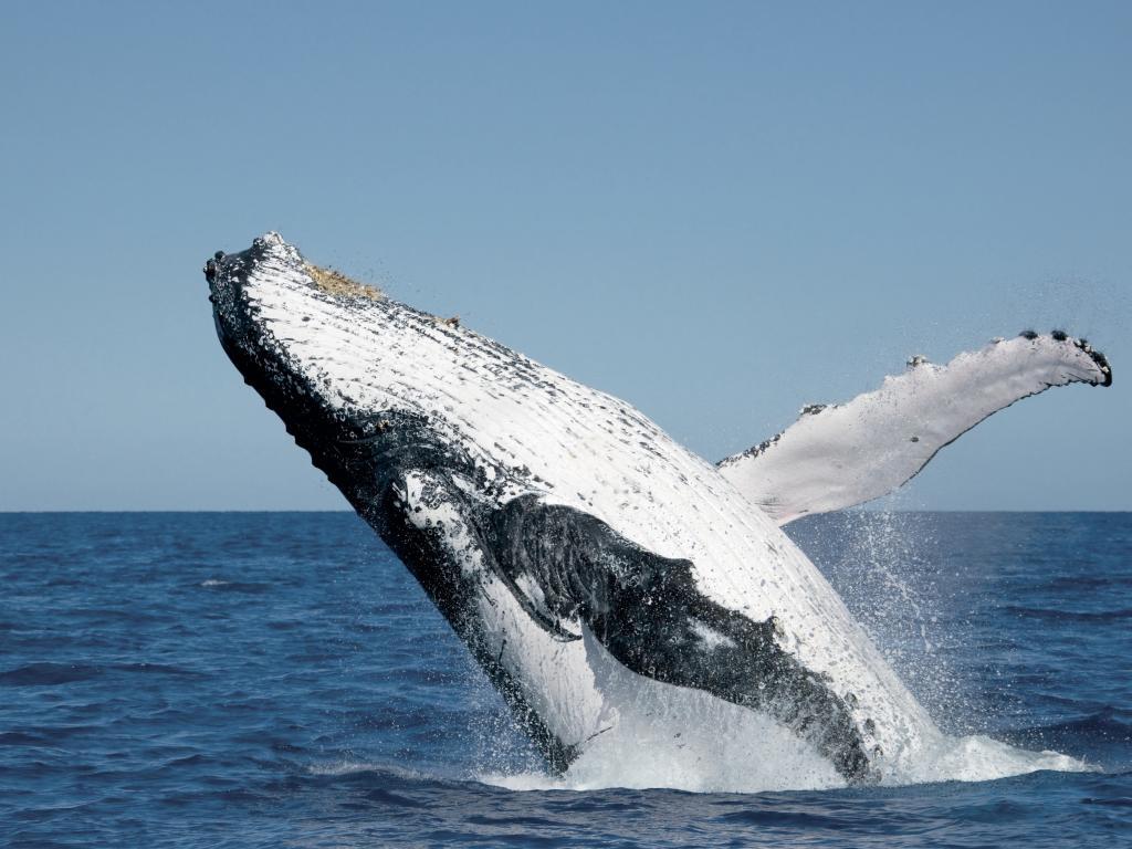 Fraser Island Whale Watch Getaway