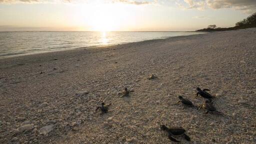 Hatchlings on the beach