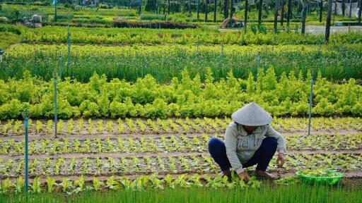 Tra Que Vegetable Village