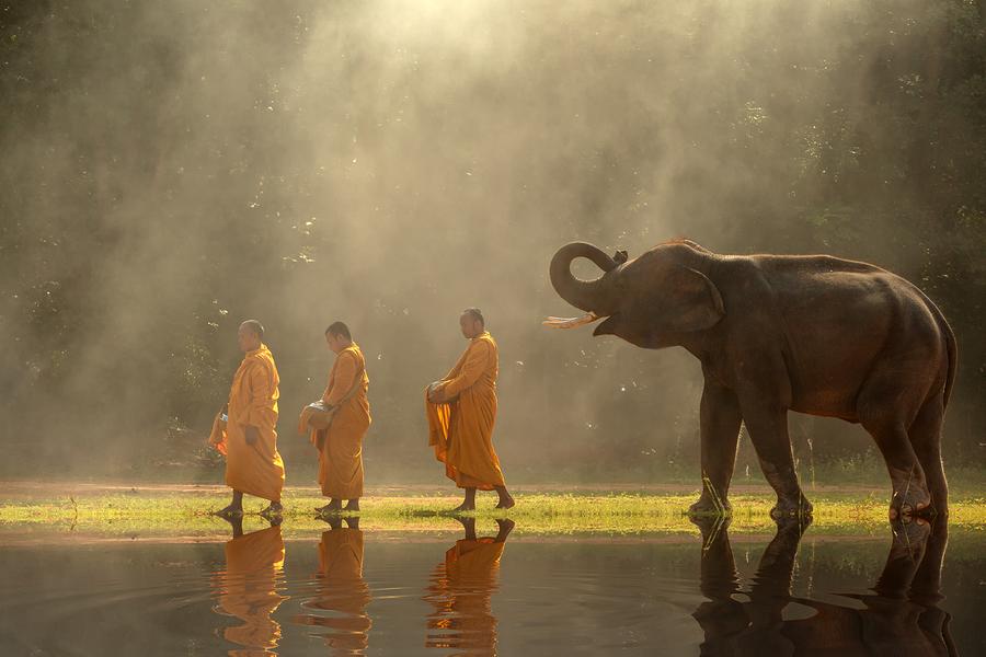 monk, elephant, thailand, buddhist, culture