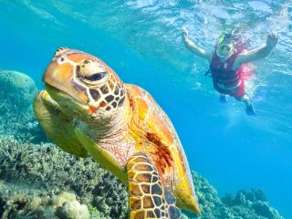 Arlington Reef - Snorkelling