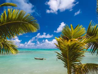 Samoa Beach Palm Trees