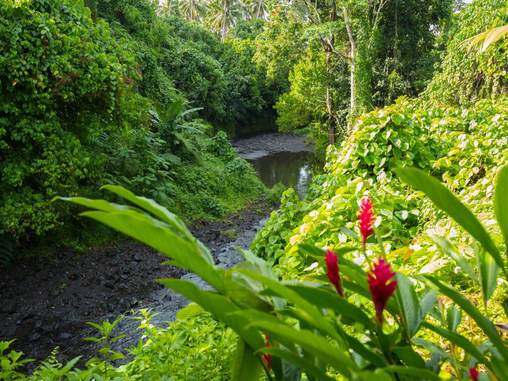Teuila flowers - Samoa Tourism