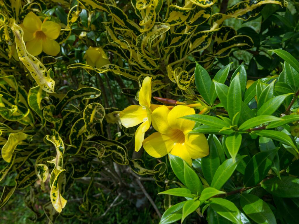 Tropical flowers - Samoa Tourism