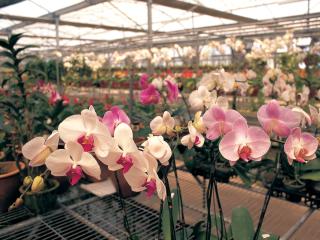 City Tour - National Orchid Garden