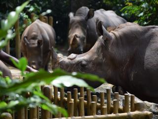 Morning at the Zoo