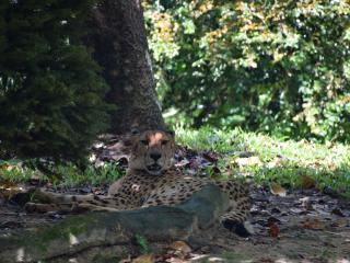 Morning at the Zoo