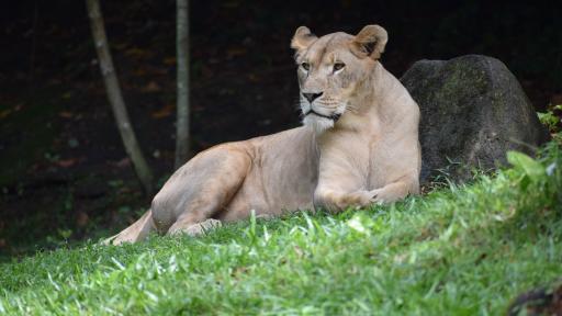 Morning at the Zoo