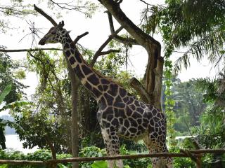 Morning at the Zoo