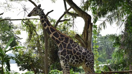 Morning at the Zoo