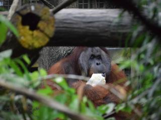 Morning at the Zoo