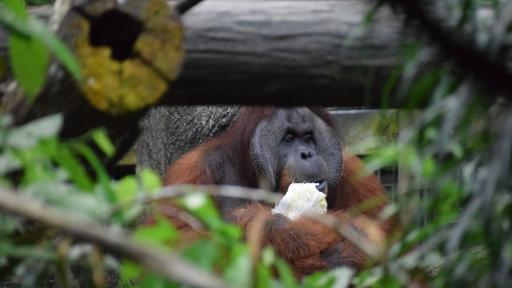 Morning at the Zoo