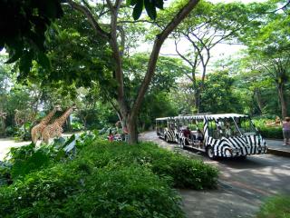 Morning at the Zoo - Tram