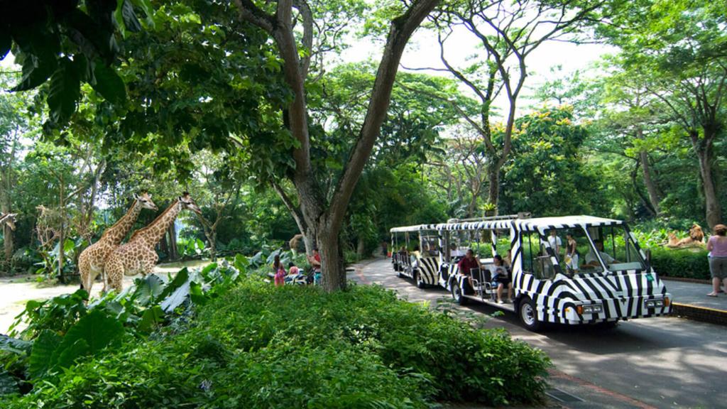 Morning at the Zoo - Tram