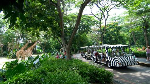 Singapore Zoo Tour