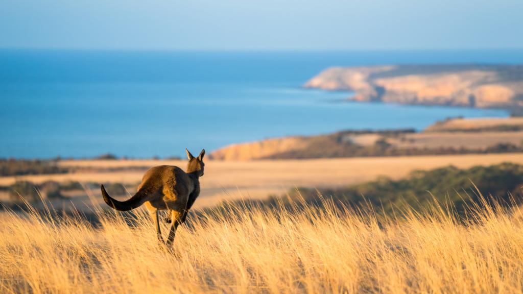 Kangaroo Island, Ben Goode