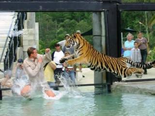 Tiger Temple