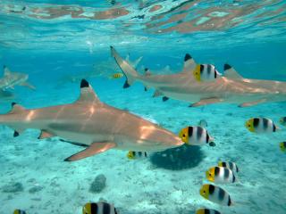 Diving With Sharks at Bora Bora