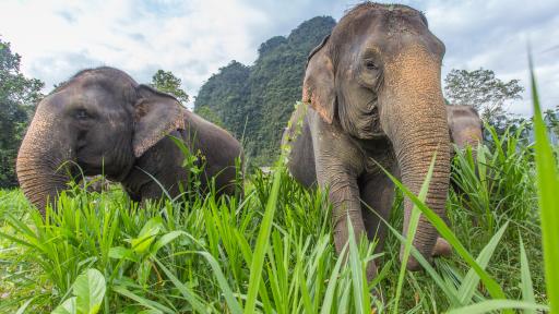 2 Day Elephant Hills Jungle Safari