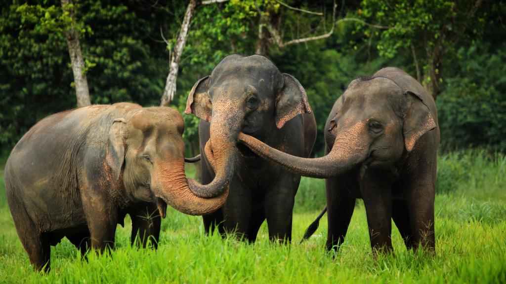 Ethical Elephant Experience at Elephant Hills Luxury Tented Camp Khao Sok National Park Thailand