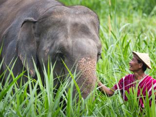 Elephant Experience