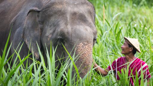 Elephant Experience