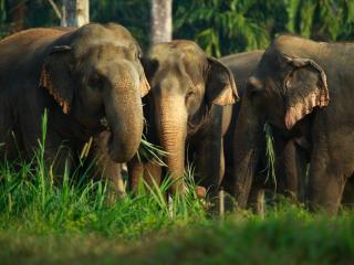 Ethical Elephant Experience at Elephant Hills Luxury Tented Camp