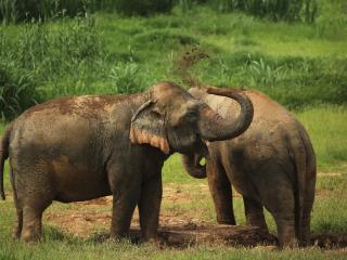 Ethical Elephant Experience at Elephant Hills Luxury Tented Camp Khao Sok National Park Thailand