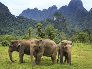 Ethical Elephant Experience at Elephant Hills Luxury Tented Camp Khao Sok National Park Thailand