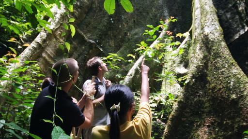 Jungle Trek