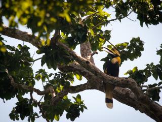 Wildlife