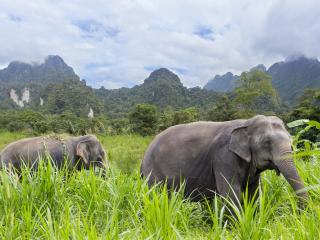 Elephant Experience