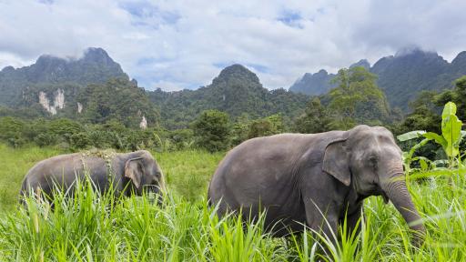 Elephant Experience