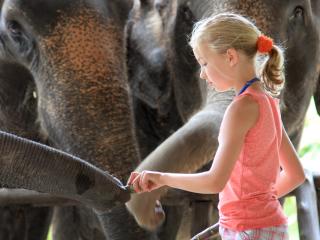 Elephant Experience