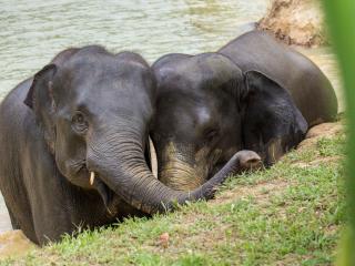 Elephant Experience