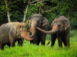 Ethical Elephant Experience at Elephant Hills Luxury Tented Camp Khao Sok National Park Thailand