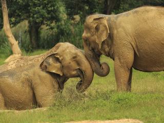 Ethical Elephant Experience at Elephant Hills Luxury Tented Camp Khao Sok National Park Thailand