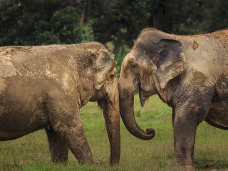 Ethical Elephant Experience at Elephant Hills Luxury Tented Camp Khao Sok National Park Thailand