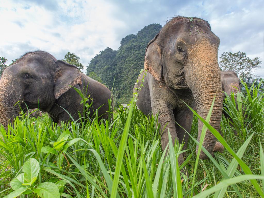 thailand elephant safari