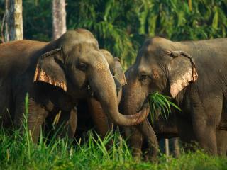 Ethical Elephant Experience at Elephant Hills Luxury Tented Camp Khao Sok National Park Thailand