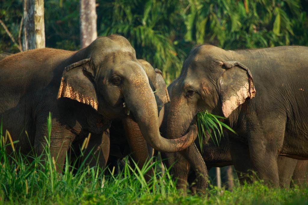 thailand elephant safari