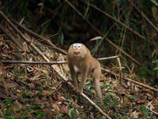 Wildlife - Pigtail Macaques 1