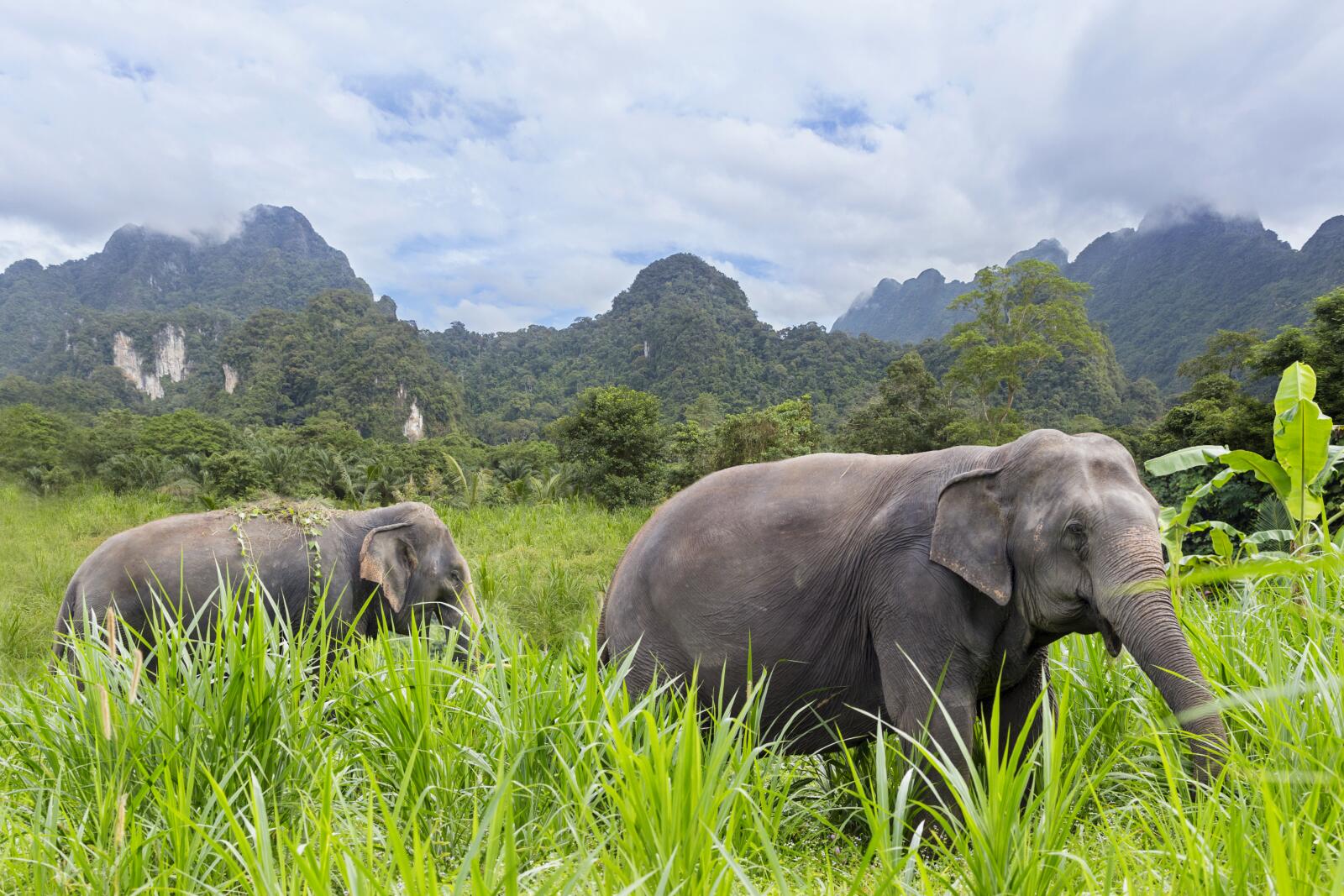 Elephant Experience