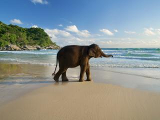 Baby elephant