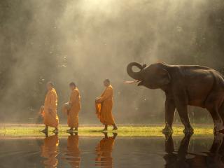 monk, elephant, thailand, buddhist, culture