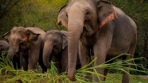 Elephant Jungle Sanctuary Tour