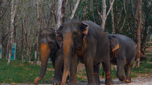 2-Hour Eco Guide Walking Tour in Khaolak Elephant Sanctuary